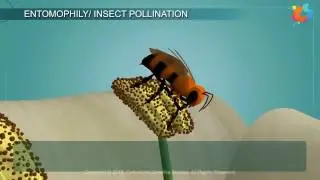 Entomophily
