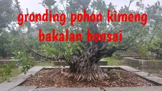 Gronding pohon kimeng bakalan bonsai 