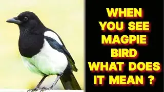 WHEN YOU SEE A MAGPIE BIRD WHAT DOES IT MEAN?