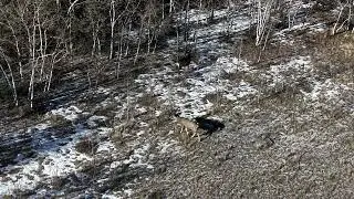 Challenger Buck Deer Sizing Up The Big Buck South Park Colorado Jan 19, 2026 PART 2
