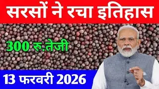 सरसों का भाव 13 फरवरी 2026 सरसों ने रचा इतिहास,आज के ताजा मंडी भाव,sarso mandi bhav,sarso ka bhav