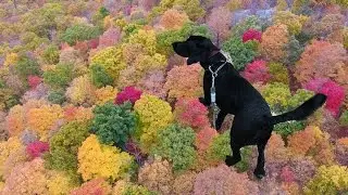RAMAPO RESERVATION : HIKE WITH PUPPIES // PHANTOM 4 DRONE