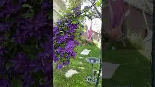 Aerial yoga in gardens butterfly splits to lunar moth flow ￼
