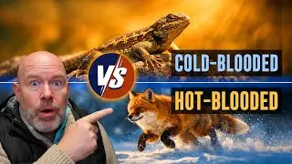 Cold-Blooded vs Hot-Blooded&nbsp;: How Blood Circulation Changes Everything