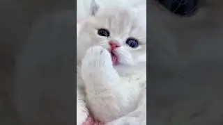 Cute & Relaxing Kitty Moments 2025 #cat #cute  #kitten