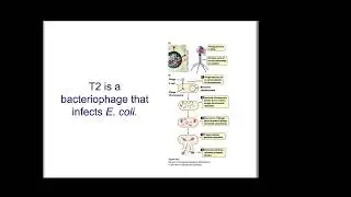 Chapter 10 DNA- The Chemical Nature of Genes
