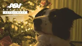 Once Upon a Time: A Dog, Back Pain & a special Xmas gift!