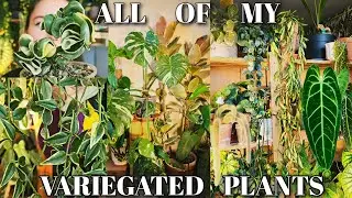 My variegated houseplants collection 🤍💚 + walk through