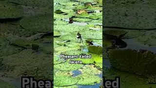 Pheasant-tailed Jacana #shorts #shortsfeed #nature #bird #jacana