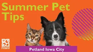☀️Tips To Keep Your Pet Cool & Comfortable In The Summer
