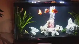 🎄My goldfish like dancing to Christmas music🎄
