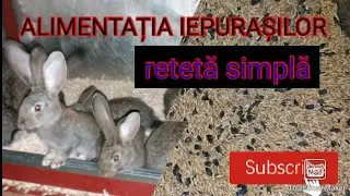 💥CE LE DAU DE MÂNCARE LA IEPURI??!💥 FOOD FOR RABBITS👍