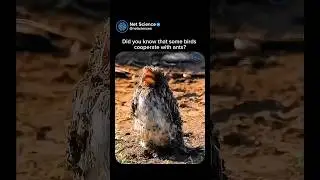 Did you know that some birds cooperate with ants?🐜