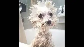Din hund