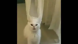 OMG So Cute Cats &hearts; Best Funny Cat Videos 2022 &hearts; Cat Videos for cats &hearts; Cat videos