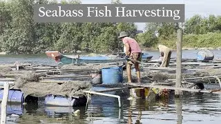 Most Satisfying Fish Farm Harvest Today #satisfying #relax