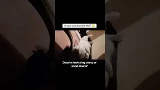 I wonder why 🤔 #doyoung #catparenting #catvideos #cats #catlover #subscribetomychannel #catshorts