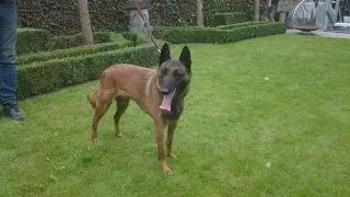 Malinois female . FCI - IPO I - 4 years old