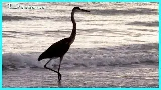 ★St. Pete Beach, Florida- 2013★