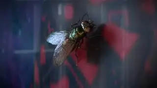 The Fly - Breakdown