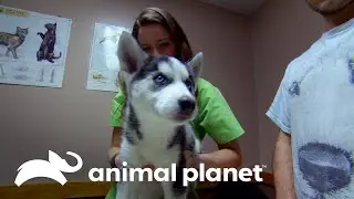 Filhote de Husky est&aacute; com a pata quebrada | Veterin&aacute;rio Das Montanhas | Animal Planet Brasil