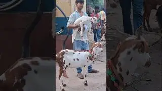 Barbari bakri with kids for sale Nimbu Park Bakra mandi#shorts