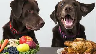 The Canine Cuisine  A Guide to Dog Foods  
