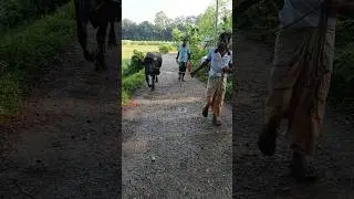 Two brothers take care of the buffalo #buffalo #care #shortvideo #shorts