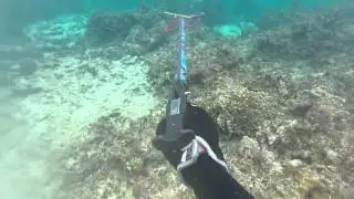 First Shot with a Speargun, Parrot Fish