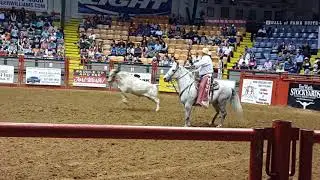 FORT WORTH RODEO BULL ESCAPES