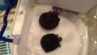 My turtle looks like it has shell rot Please Help