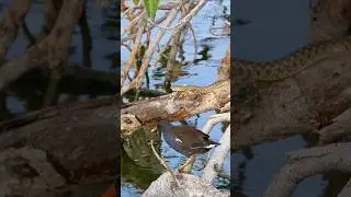 Biodiversity: Moorhen Meets Snake #snake #moorhen #nature