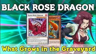 Black Rose Dragon Deck Akiza Izinski witch nickname. [Yu-Gi-Oh! Duel Links]