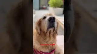 Stro felling happy#intelligent dog#Best breed#shortvideo ❤️❤️❤️🎉