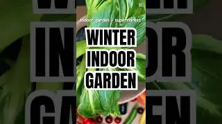 Homegrown Pak Choi in Winter