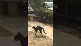 Dog & Cat , Funny Video #pug
