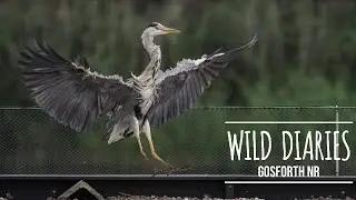 Wild Encounters at Gosforth: A Nature Reserve Adventure