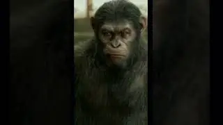 Bad monkeys vs good monkeys #fight#shortmovie#clip#