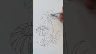 Learn how to draw a Daisy in 60 seconds! 🌼 perfect for beginners! #shorts #drawingtutorial #flowers