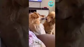 Cute Puppy Playing Slap 🐶🐶#shorts #viralvideo #puppydogs