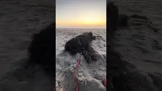 can she do it?! #trickdog #rollover #newfoundlanddog #giantdog #gooddog #shorts  #dog #puppy