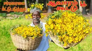 YELLO FLOWERS AVARAM SENNA | மருத்துவ குணம் கொண்ட ஆவாரம்பூ | Village Medicine |Grandpa Show