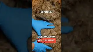 ASMR Drywall Mold Removal - Mold Busters
