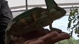 Animales exoticos serpientes camaleones y guacamayas