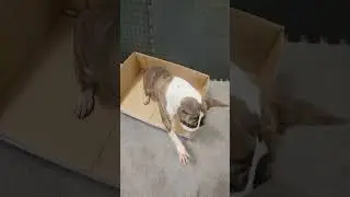 Reign-Beau Box Tricks