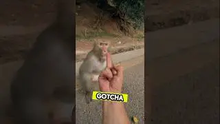 Cheeky Monkey Messes Around&mdash;Gets the Middle Finger as Payback! #funny #fun #funnyvideo