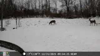 NATCAM: Deer Walk Past Camera  12/31/2025 #deer #viral #funny
