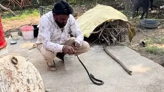 લાખા ના મુવાડા ગામ થી કોબ્રા સાપ પકડ્યો 🐉#cobrasnake #snake #cobra #funny #nature #nature #animals 