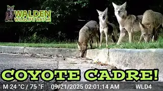 The Entire #TrailCamera Coyote Crew Altogether!