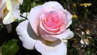 Embodying Compassion - Guided Meditation WYT 5